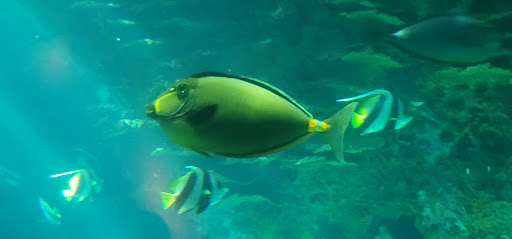 Water Park «Wild Bear Falls Water Park», reviews and photos, 915 Westgate Resorts Rd, Gatlinburg, TN 37738, USA