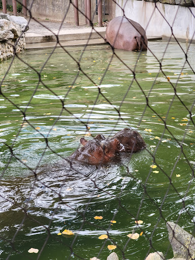 Hippo Habitat image 6