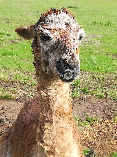 Abayomi – Alpakafarm unter Lieser, 