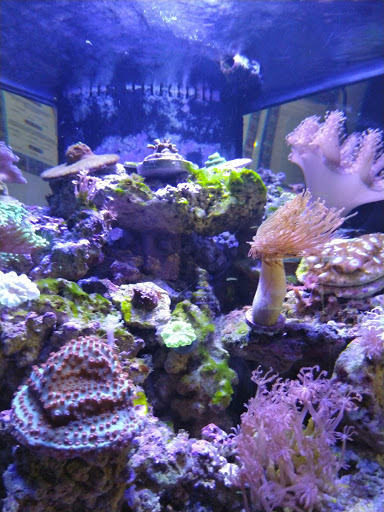 Aquarium «Sea Oddities», reviews and photos, 128 Broad St, Kingsport, TN 37660, USA
