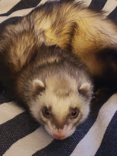 Pet Supply Store «Petco Animal Supplies», reviews and photos, 5239 Harvey St, Norton Shores, MI 49444, USA