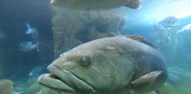 Ενυδρείο Ρόδου - Ένωση