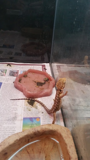 Pet Store «Pets World», reviews and photos, 147 Bridge St, Weymouth, MA 02191, USA