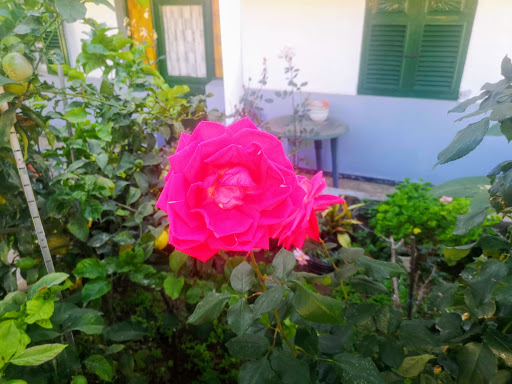 Información y opiniones sobre Guachinche de La Matanza De Acentejo