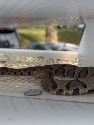 Animal Control Service «Xceptional Wildlife Removal», reviews and photos