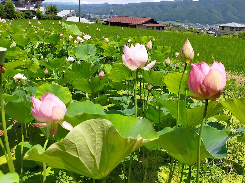 薬王寺