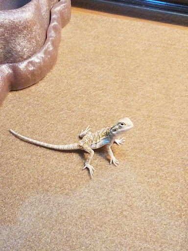 Pet Supply Store «OddBallPetFactory.com», reviews and photos, 8485 Plaza Blvd NE, Spring Lake Park, MN 55432, USA