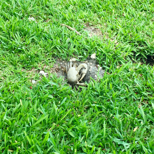 Golf Club «Normandy Shores Golf Course», reviews and photos, 2401 Biarritz Dr, Miami Beach, FL 33141, USA