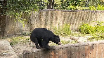 Zoological Garden, Alipore Zoo - Bear Enclosure Photos