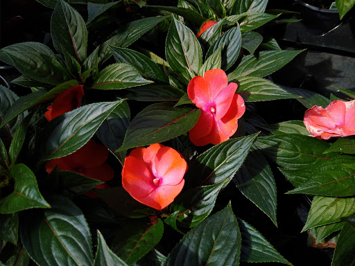 Produce Market «Parkway Produce», reviews and photos, 2601 Preston Hwy, Louisville, KY 40217, USA