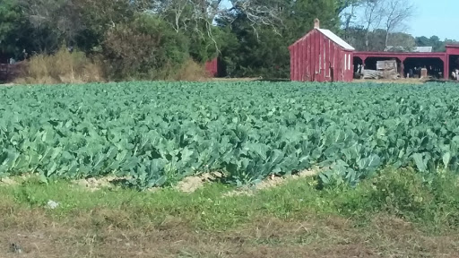 Fruit and Vegetable Store «Henley Farm», reviews and photos, 3513 Charity Neck Rd, Virginia Beach, VA 23456, USA