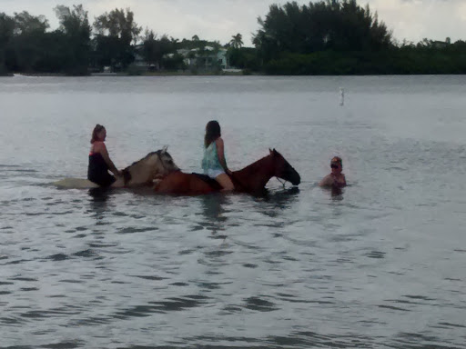 Horseback Riding Service «BeachHorses.com», reviews and photos, 8400 Manatee Ave W, Bradenton, FL 34209, USA