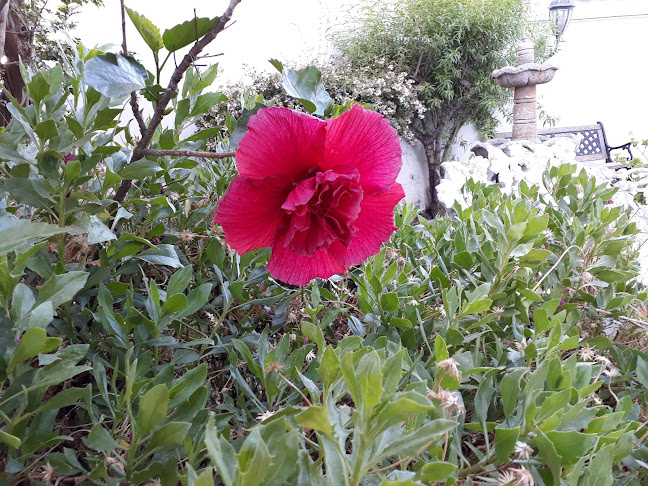 Comentarios y opiniones de Centro de Dialisis Miaquen