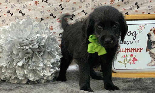 Pet Store «Happiness Is Pets», reviews and photos, 15 W Golf Rd, Arlington Heights, IL 60005, USA