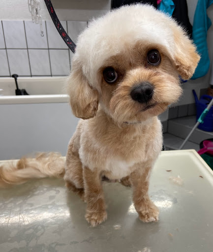 Hundesalon Schöneberger unter Rammelsbach, 