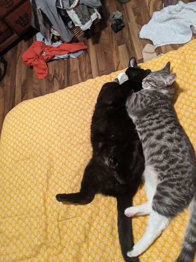 Pet Supply Store «Petco Animal Supplies», reviews and photos, 308 E Meighan Blvd, Gadsden, AL 35903, USA