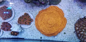 Supreme Reefs - photo 4