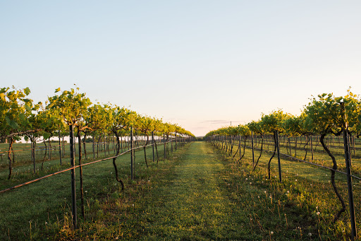 Winery «Capitol View Winery & Vineyards», reviews and photos, 2361 Wittstruck Rd, Roca, NE 68430, USA