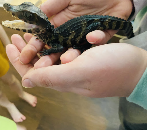 Reptile Store «Reptile Pets Direct», reviews and photos, 8088 Pat Booker Rd, Live Oak, TX 78233, USA