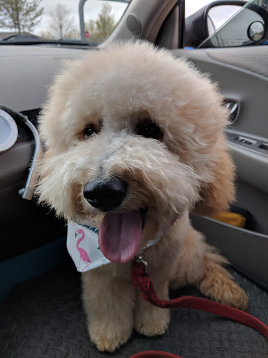 Pet Supply Store «PetSmart», reviews and photos, 3210 E Lynn Blvd, Sterling, IL 61081, USA