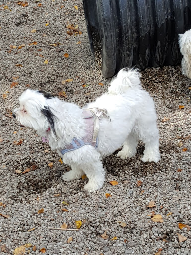 Dog Park «South Boston Bark Park», reviews and photos, 1280 Columbia Rd, Boston, MA 02127, USA