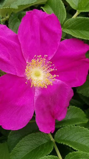 Grocery Store «Hannaford Supermarket», reviews and photos, 500 Stillwater Ave, Old Town, ME 04468, USA