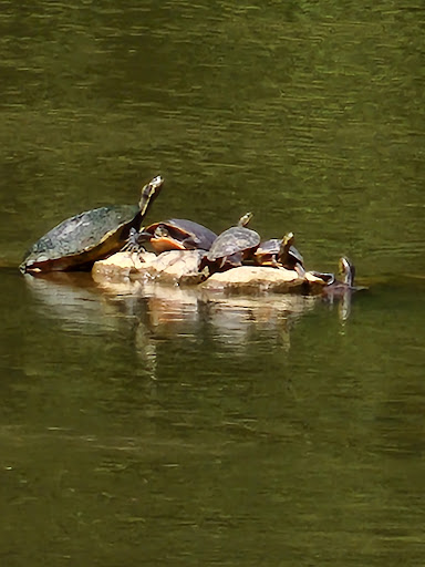 Grocery Store «Saxapahaw General Store», reviews and photos, 1735 Saxapahaw-Bethlehem Church Rd, Saxapahaw, NC 27340, USA