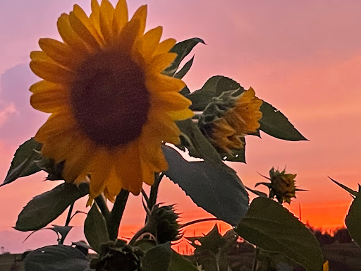 Winery «Third Hill Winery @ DeMello Vineyards», reviews and photos, 2110 Quicksburg Rd, Quicksburg, VA 22847, USA