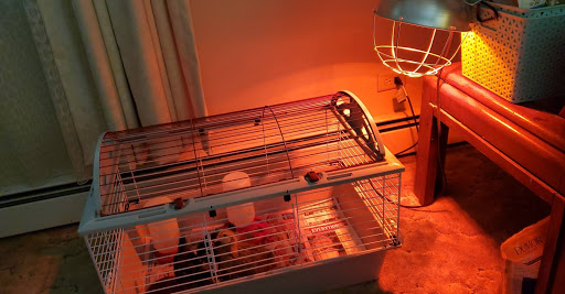 Pet Supply Store «Pet Supplies Plus», reviews and photos, 946 Joliet St, Dyer, IN 46311, USA