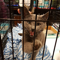 PetSmart - Photo 6 - Car repair in Darien, IL, Naperville