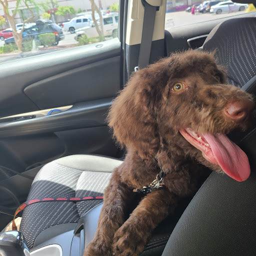 Pet Supply Store «PetSmart», reviews and photos, 1321 W Craig Rd, North Las Vegas, NV 89032, USA