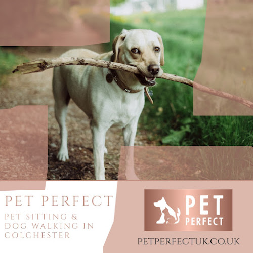 Comments and reviews of Pet Perfect UK
