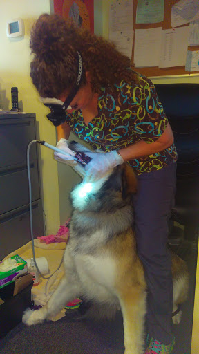 Pet Supply Store «The Urban Pet», reviews and photos, 7515 Beverly Blvd, Los Angeles, CA 90036, USA