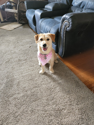 Pawla Dees Pup Salon