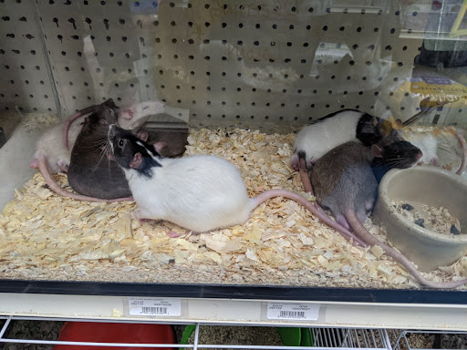 Pet Store «V.I. Pets», reviews and photos, 11975 E Lakewood Blvd, Holland, MI 49424, USA