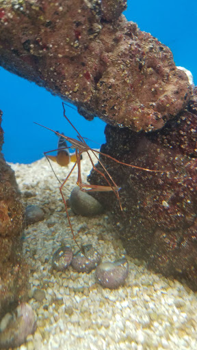 Pet Supply Store «Petco Animal Supplies», reviews and photos, 3717 S Meridian, Puyallup, WA 98373, USA