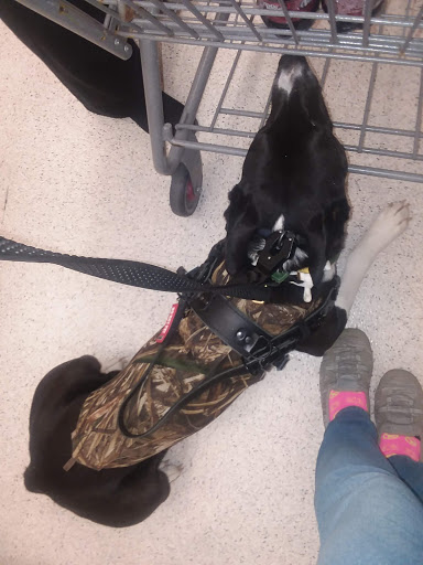 Department Store «Walmart Supercenter», reviews and photos, 1410 N Market St, Sparta, IL 62286, USA