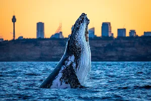 Go Whale Watching Sydney image