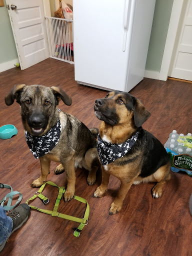 Pet Store «Super Dogs & Cats», reviews and photos, 380 Elm St, Biddeford, ME 04005, USA