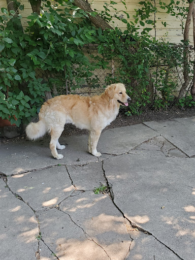 Pet Supply Store «PetSmart», reviews and photos, 2101 Elmwood Ave, Buffalo, NY 14207, USA