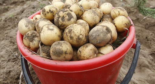 Kupit' Kartofel' V Minske
