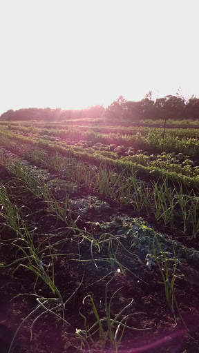 Garden Center «Hildebrant Farmers Market», reviews and photos, 349 Main Ave E, West Fargo, ND 58078, USA