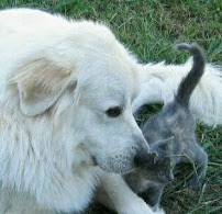 Meadowbrooke Kennels - Photo 7 - Car repair in Knoxville, TN, Knoxville
