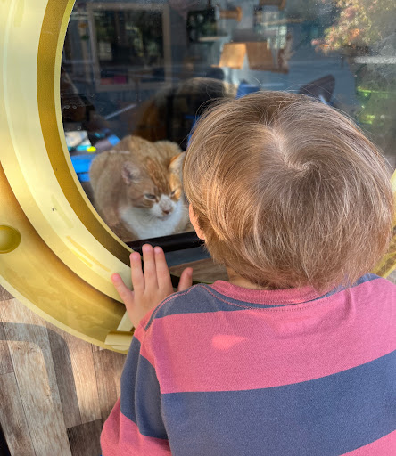 Gift Shop «Nautical Dog LLC», reviews and photos, 5104 Main St, Williamsburg, VA 23188, USA