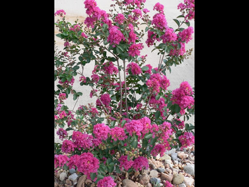 Dance School «Christine Rich Studio Dance Academy», reviews and photos, 1402 Regency Dr W, Savoy, IL 61874, USA