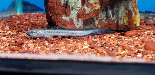 Aquarium «Aquarium World», reviews and photos, 13157 Northwest Fwy, Houston, TX 77040, USA