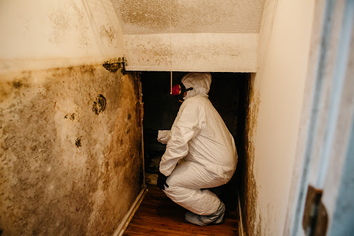 Disaster Plus mold remediation