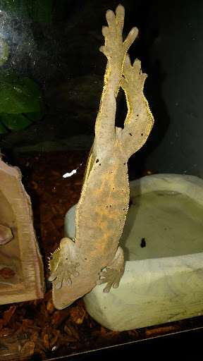 Pet Supply Store «Petco Animal Supplies», reviews and photos, 1250 N Germantown Pkwy #112, Cordova, TN 38016, USA