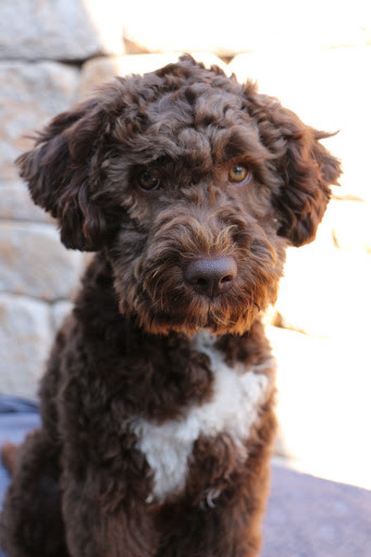 Veterinarian Klaus-Dieter Timpe unter Drensteinfurt, 