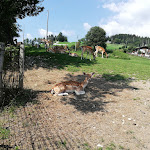 Photo n°2 de l'avis de Francesco.a fait le 10/08/2020 à 09:42 sur le  Bar Pizzeria Trattoria Cornetta à Enego
